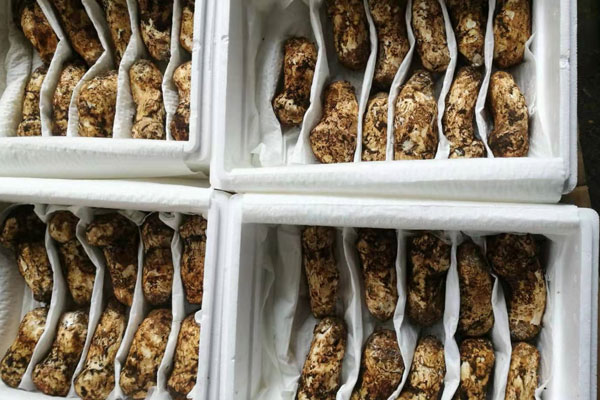 新鮮松茸聞著有臭味還能吃嗎