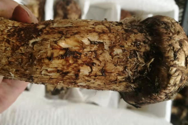 新鮮松茸分幾個(gè)等級(jí)