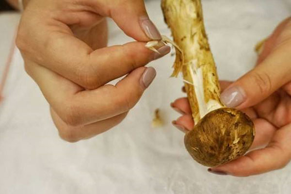 新鮮松茸的處理方法