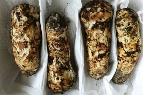 老人患高血壓可以吃松茸嗎