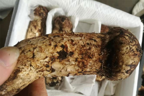 消化慢的人可以食用松茸嗎