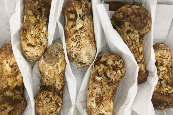 小寶寶什么情況下不能吃松茸