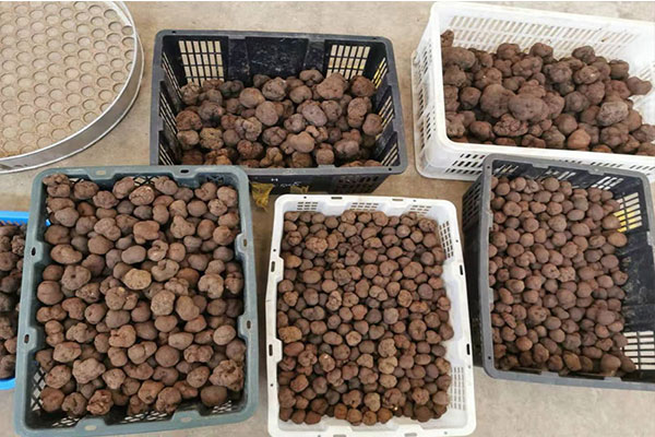 男士、女士、老人、小孩吃黑松露有副作用嗎