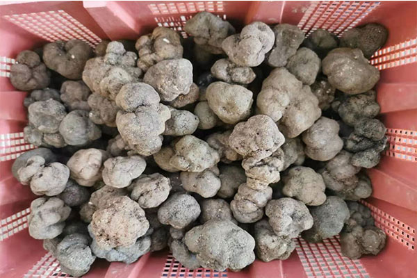 新鮮黑松露變質(zhì)后的樣子