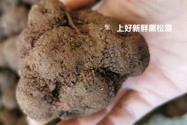 新鮮黑松露變質(zhì)怎么看