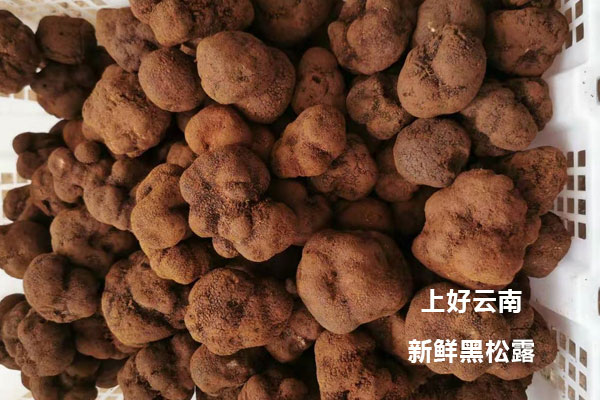 新鮮黑松露變質(zhì)了還能食用嗎