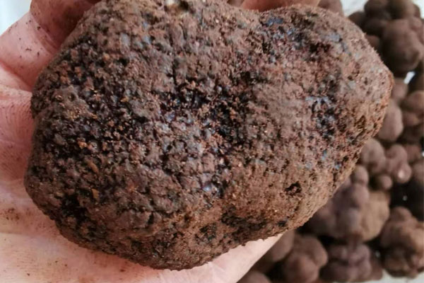 黑松露和松茸哪個更貴