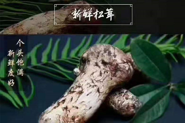 新鮮松茸怎么保存最好