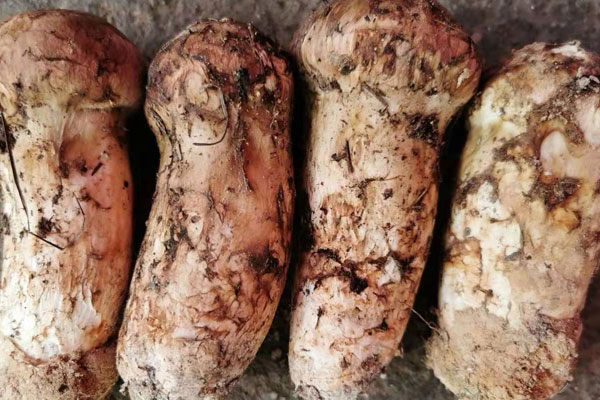 新鮮松茸保存前需要清洗嗎