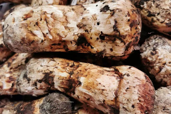 松茸怎么吃最好