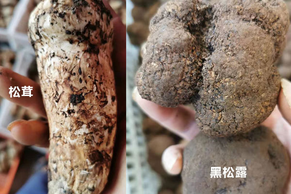 黑松露和松茸能一起燉雞湯嗎