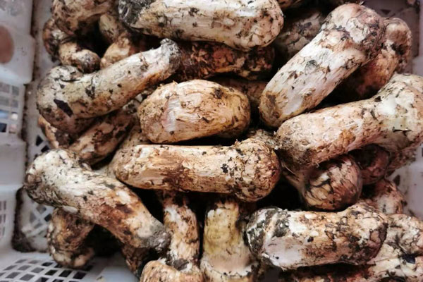 黑松露好吃還是松茸好吃