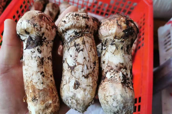 做手術(shù)后可以吃松茸嗎