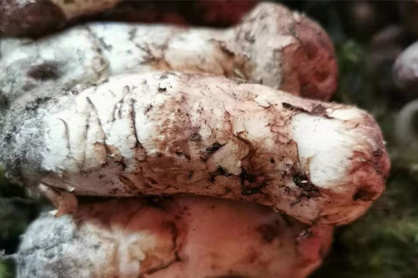 手術(shù)后吃松茸有哪些好處