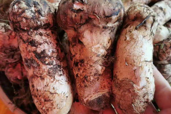 藥流后燉雞湯怎么燉