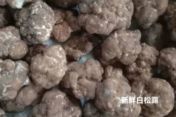 白松露泡酒的功效作用與營(yíng)養(yǎng)價(jià)值