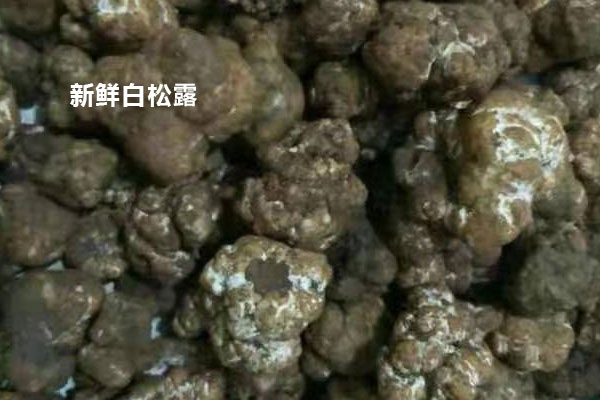 白松露泡酒可以改善睡眠