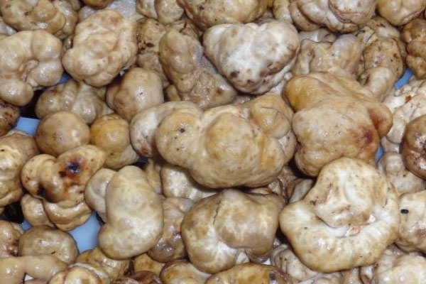 白松露產(chǎn)地分布在哪里