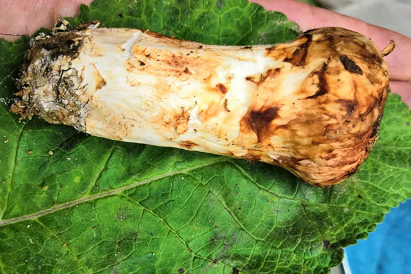 松茸可以人工栽培嗎