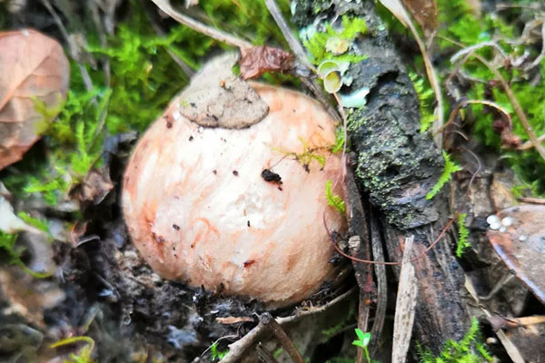 松茸的生長(zhǎng)階段