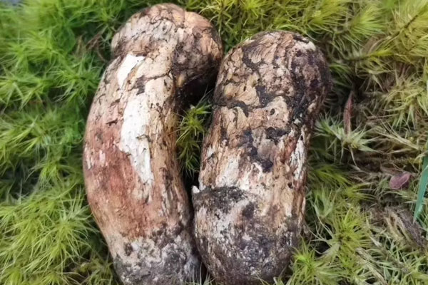 松茸為什么無法人工種植