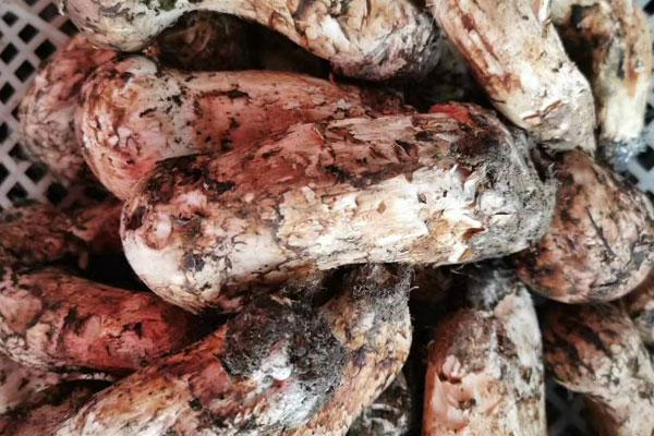 新鮮松茸的做法竅門