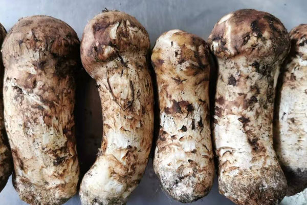 新鮮松茸的食用禁忌