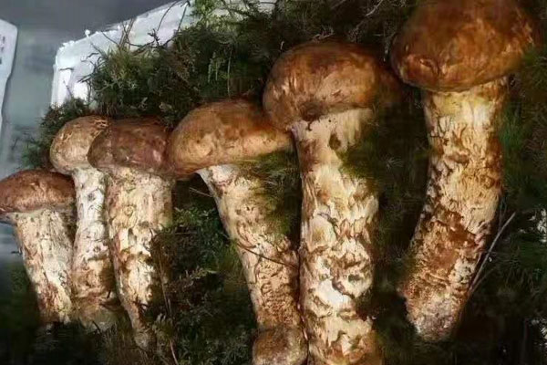 老人家可以食用松茸嗎
