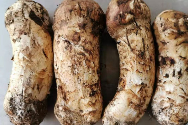 新鮮松茸泡酒怎么泡營養(yǎng)價(jià)值才高