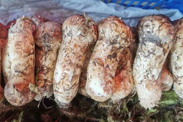 新鮮松茸泡酒怎么清洗處理