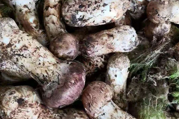 如何去除松茸的怪味