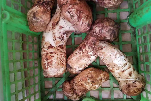 怎樣清洗新鮮松茸不會損壞菇身