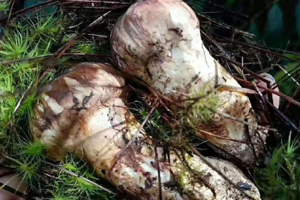 新鮮松茸吃起來酸酸的還可以吃嗎