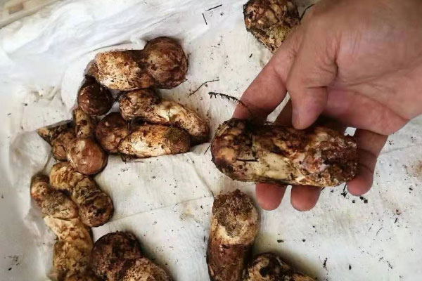 新鮮松茸發(fā)酸了吃后會怎么樣