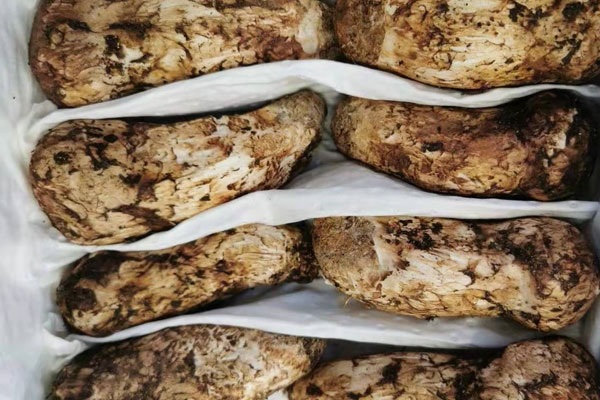 寶寶什么時候吃松茸比較好