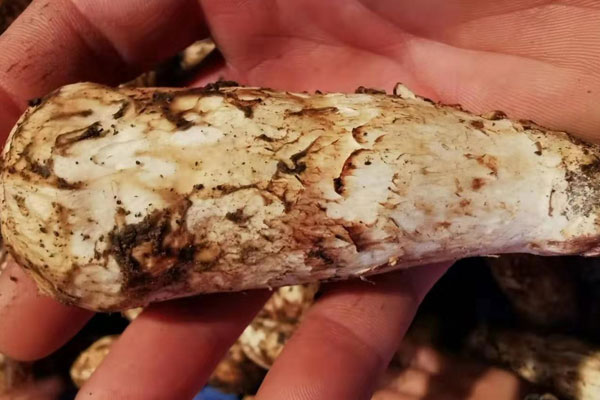 寶寶吃松茸有什么好處