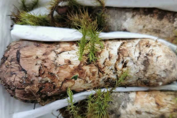 云南松茸貴的原因