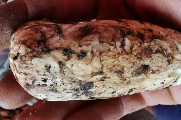 我國最好的松茸產(chǎn)自哪里