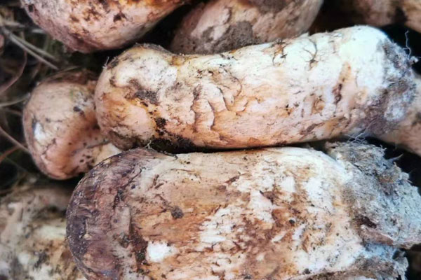 怎么挑選適合煎的新鮮松茸