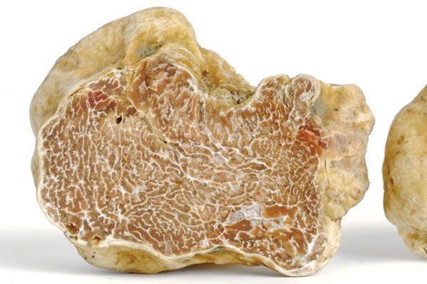 怎么挑選新鮮白松露