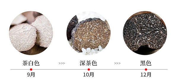 黑松露價(jià)格 黑松露價(jià)格