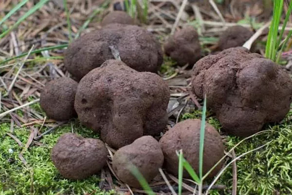 男人吃黑松露補(bǔ)腎嗎