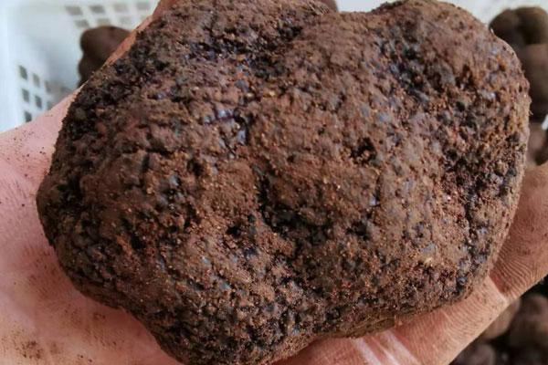 黑松露對男人管用么