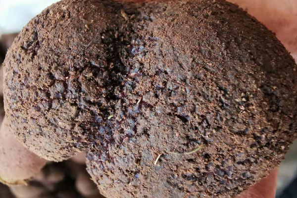 男人吃了黑松露能要孩子嗎