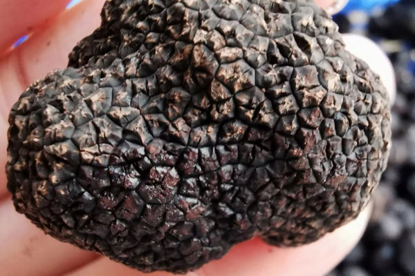 新鮮黑松露一次吃多少比較好