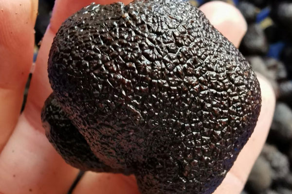 黑松露一天吃幾粒