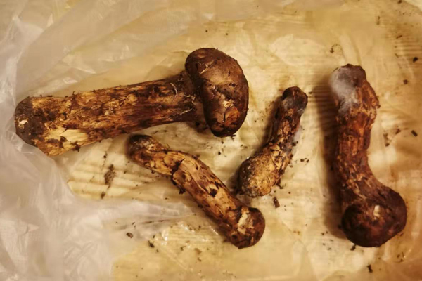 新鮮松茸聞起來(lái)有點(diǎn)臭