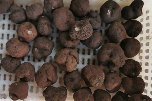 新鮮黑松露長(zhǎng)出毛了還可以吃嗎