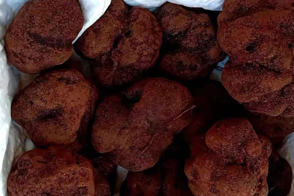 新鮮黑松露怎么保存才不會(huì)長(zhǎng)毛