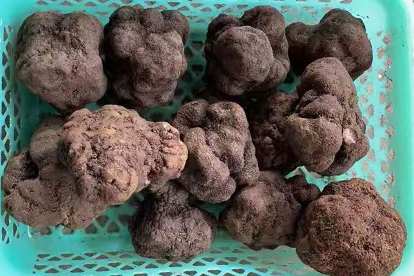 新鮮黑松露壞了是怎樣的霉